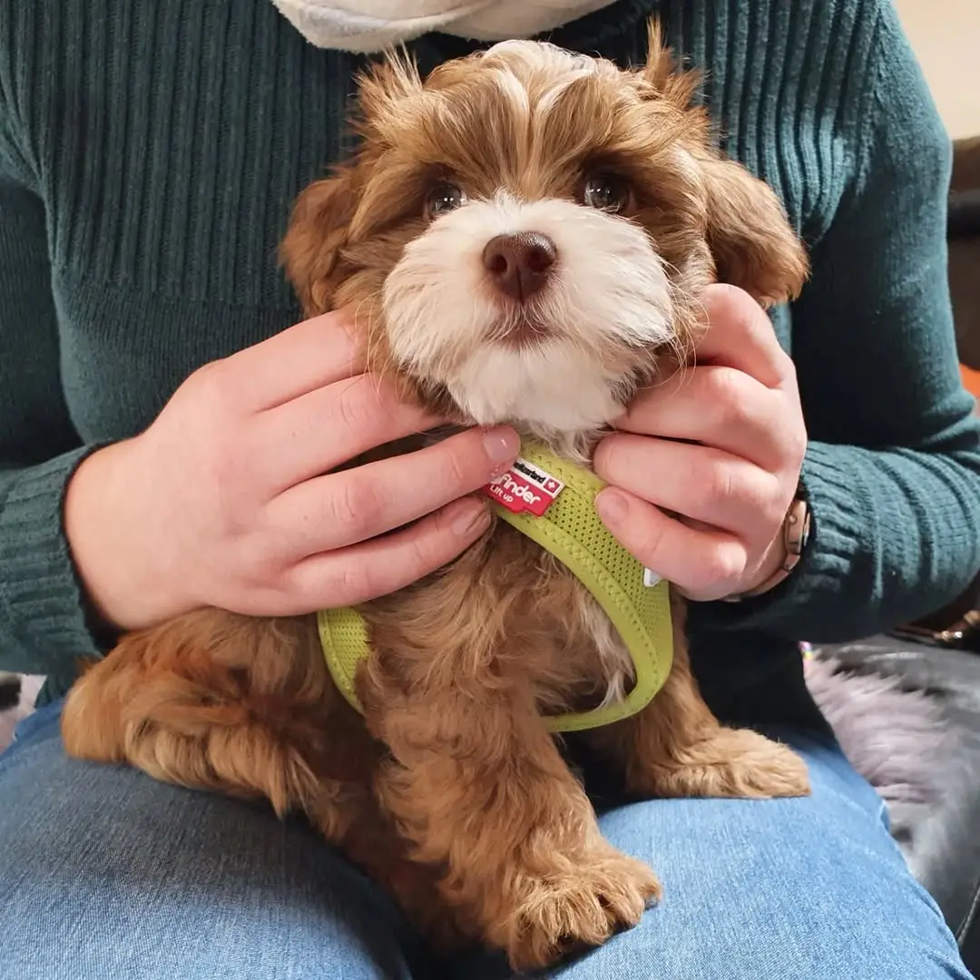 Havanese puppies for sale under $500 – Premier teacup Puppies