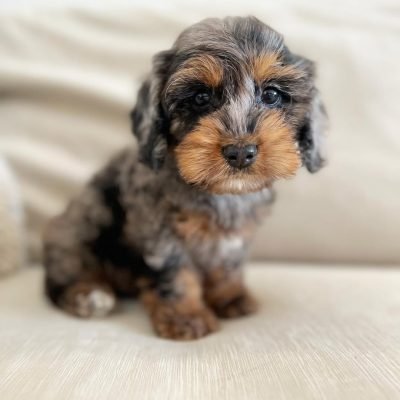 Toy Cockapoo Puppies for Sale – Premier teacup Puppies