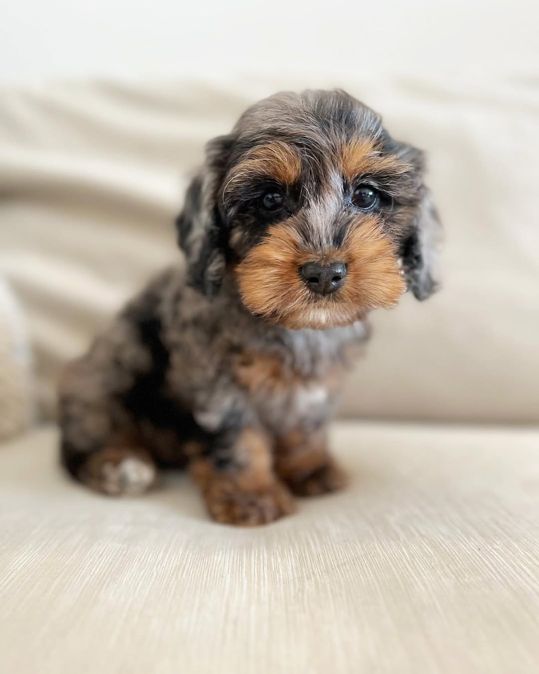 Toy Cockapoo Puppies for Sale – Premier teacup Puppies