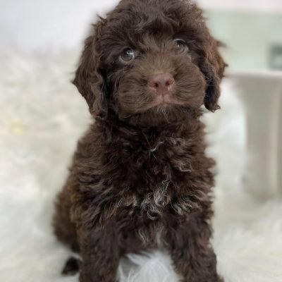 Cockapoo Puppies for Adoption – Premier teacup Puppies