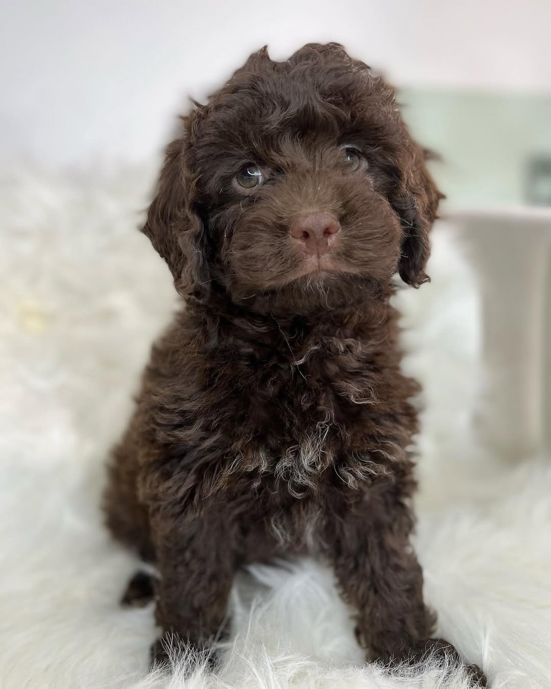 Cockapoo Puppies for Adoption – Premier teacup Puppies