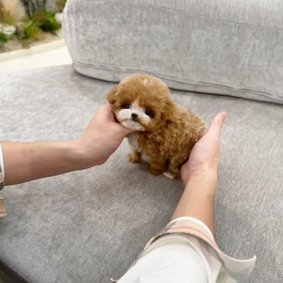 Maltipoo Puppies for Sale Near Me Under $500