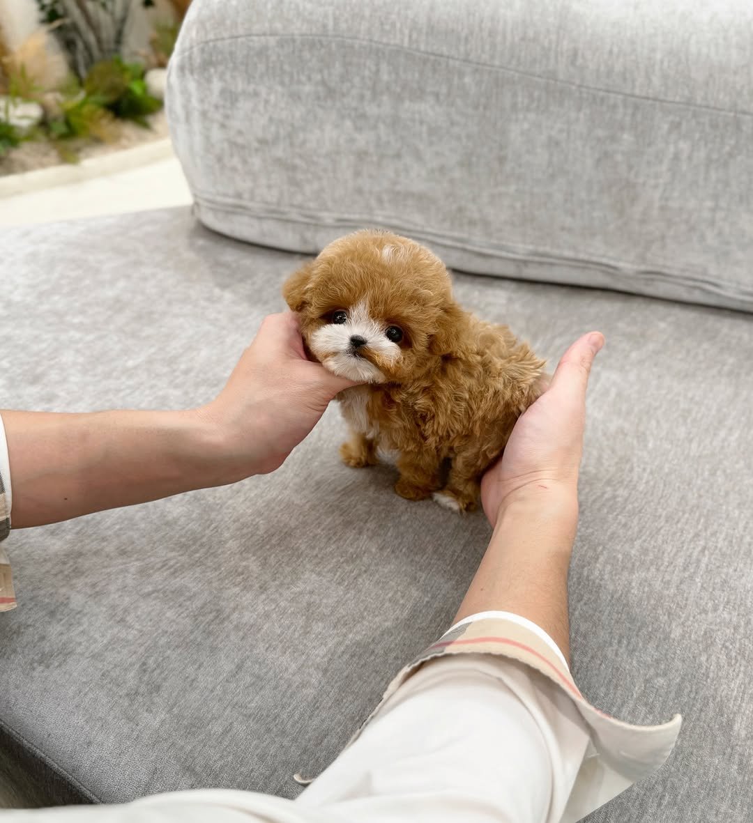 Maltipoo Puppies for Sale Near Me Under $500