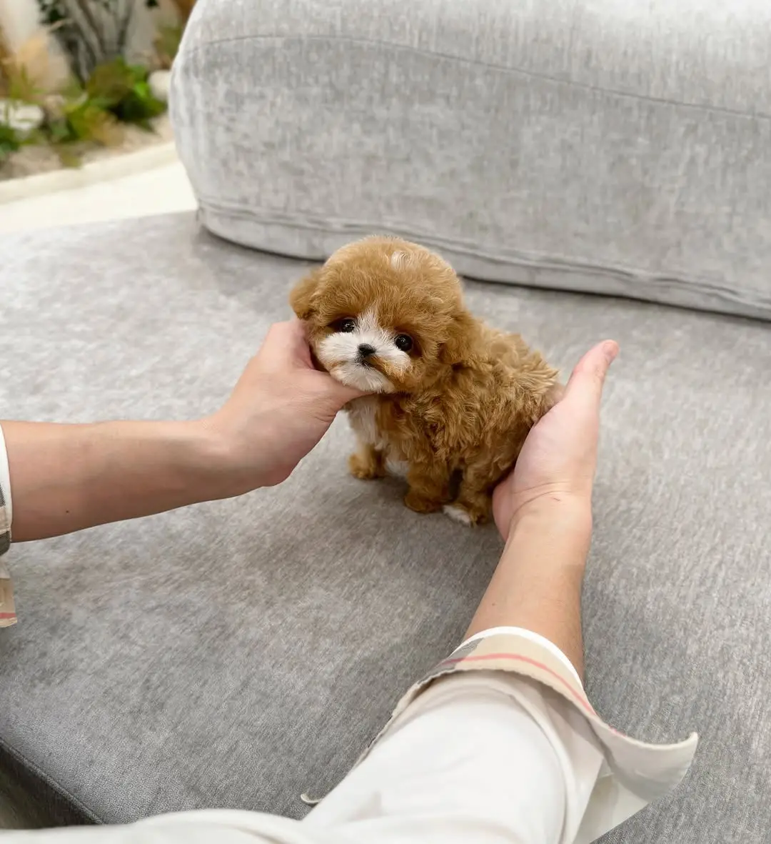 Maltipoo Puppies for Sale Near Me Under $500