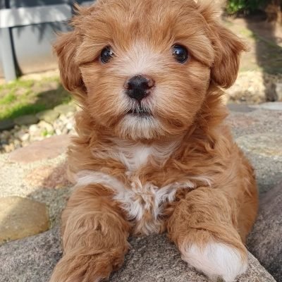 Havanese Puppies for Sale in Ohio | Premier teacup Puppies