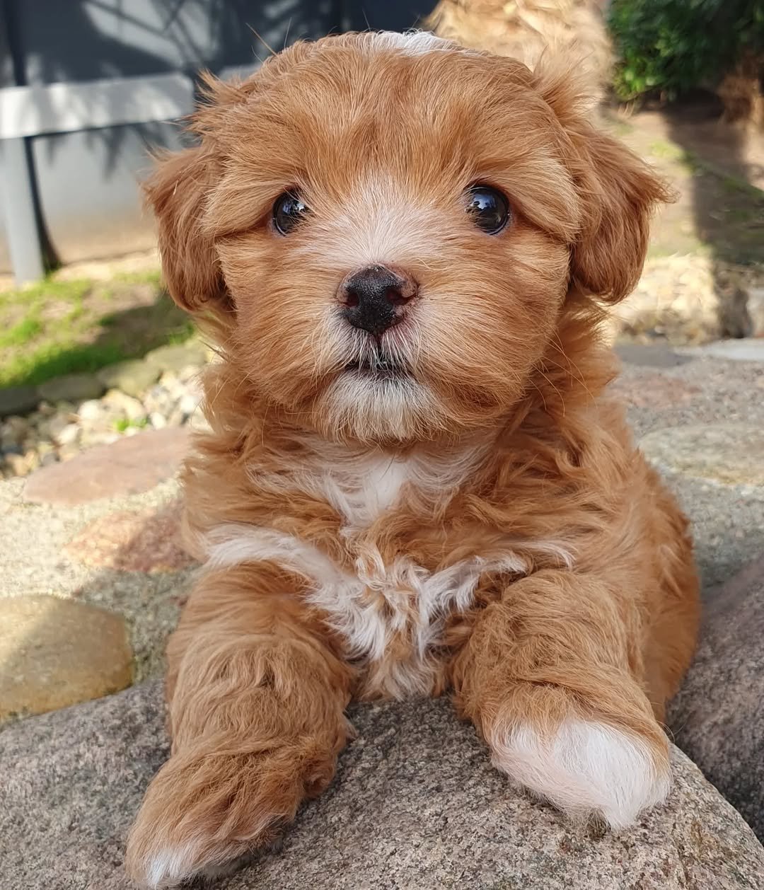 Havanese Puppies for Sale in Ohio | Premier teacup Puppies