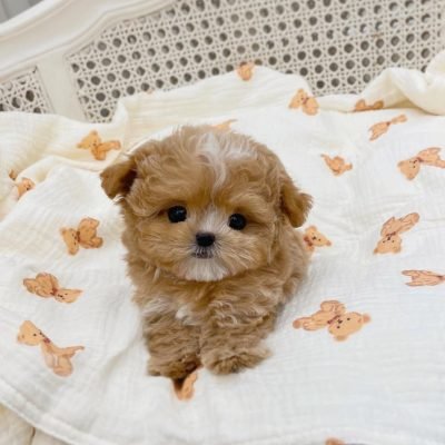 Maltipoo Puppies for Sale in Florida $600 – Premium Teacup Pups