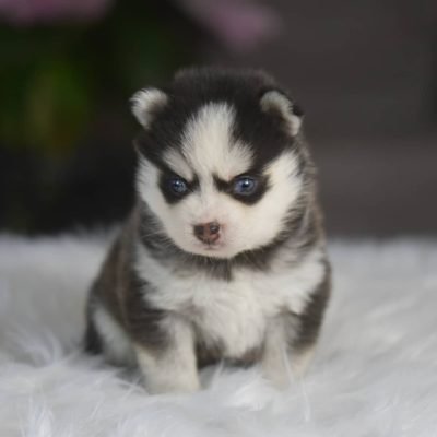 Teacup Pomsky for sale under $500