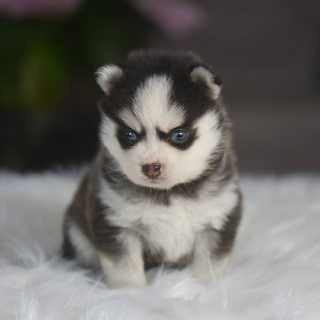 Teacup Pomsky for sale under $500
