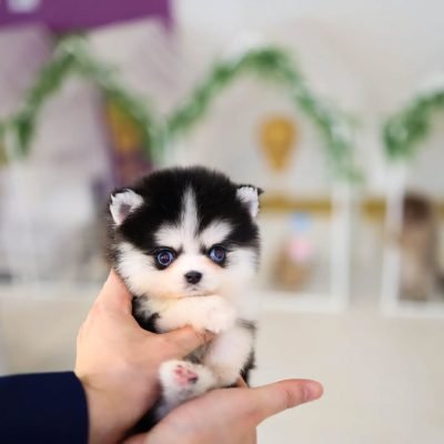 Teacup Pomsky for sale | Teacup Pomskies for sale