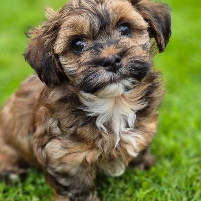 Havanese breeders in Florida | Premier teacup Puppies