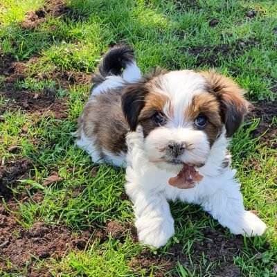 Havanese Silk Puppies for Sale | Premier teacup Puppies