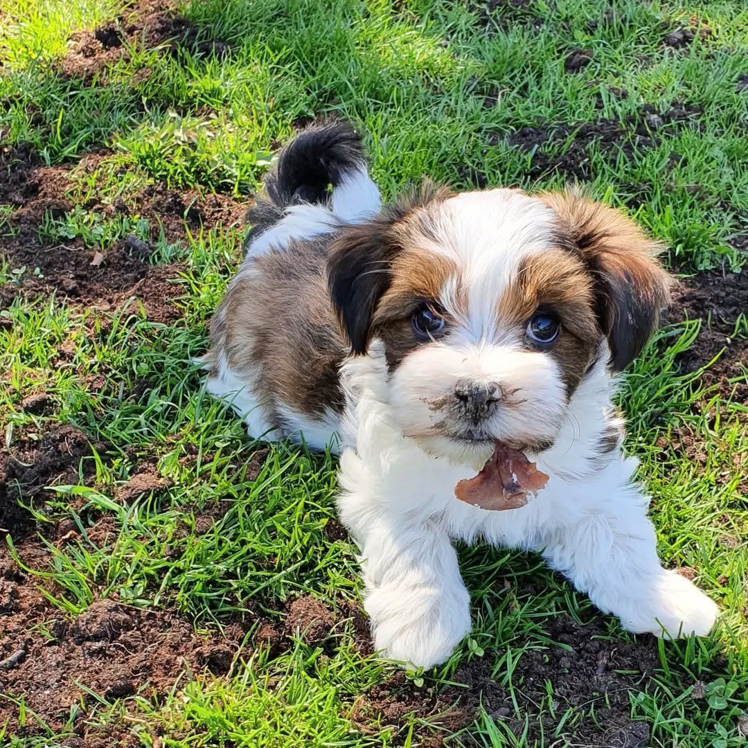 Havanese Silk Puppies for Sale | Premier teacup Puppies
