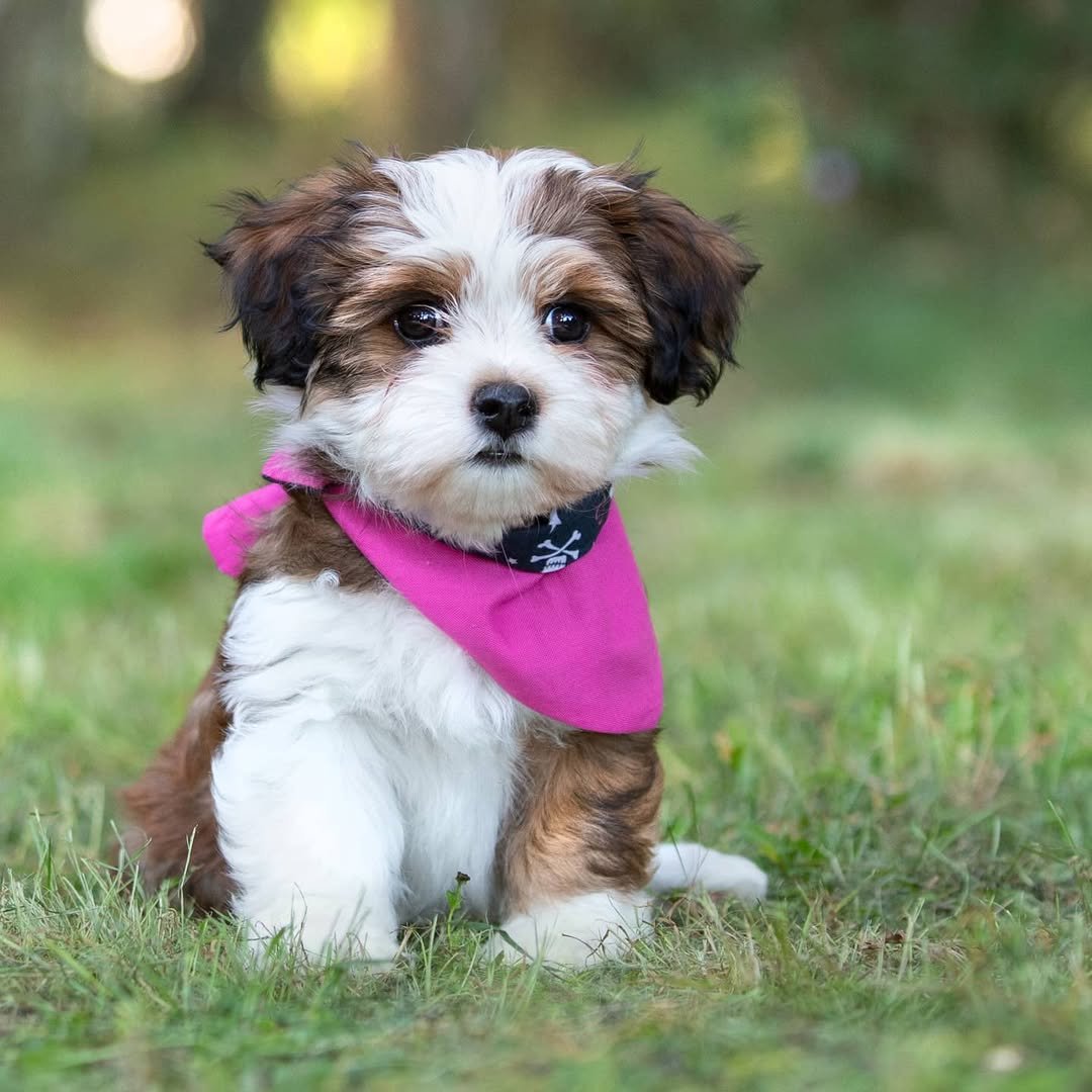 Havanese Puppies for Sale in Florida – Premier teacup Puppies