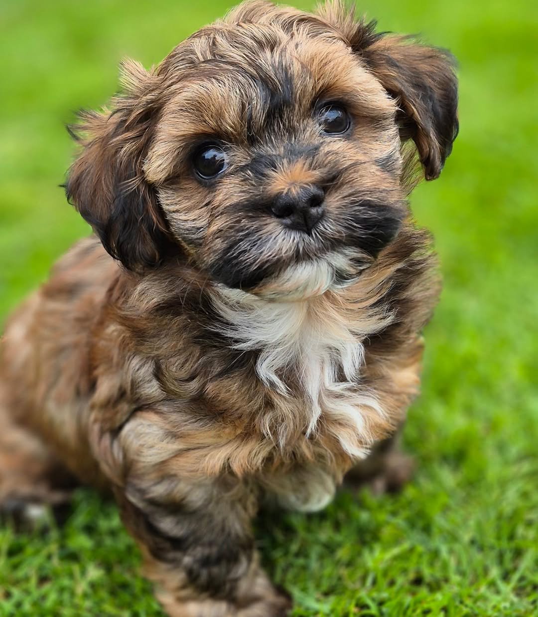 Havanese breeders in Florida | Premier teacup Puppies